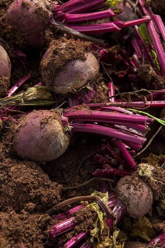 200 דונם של הארגמן הזה. הסלקים בשדה של משפחת עטר // צילום: איתיאל ציון